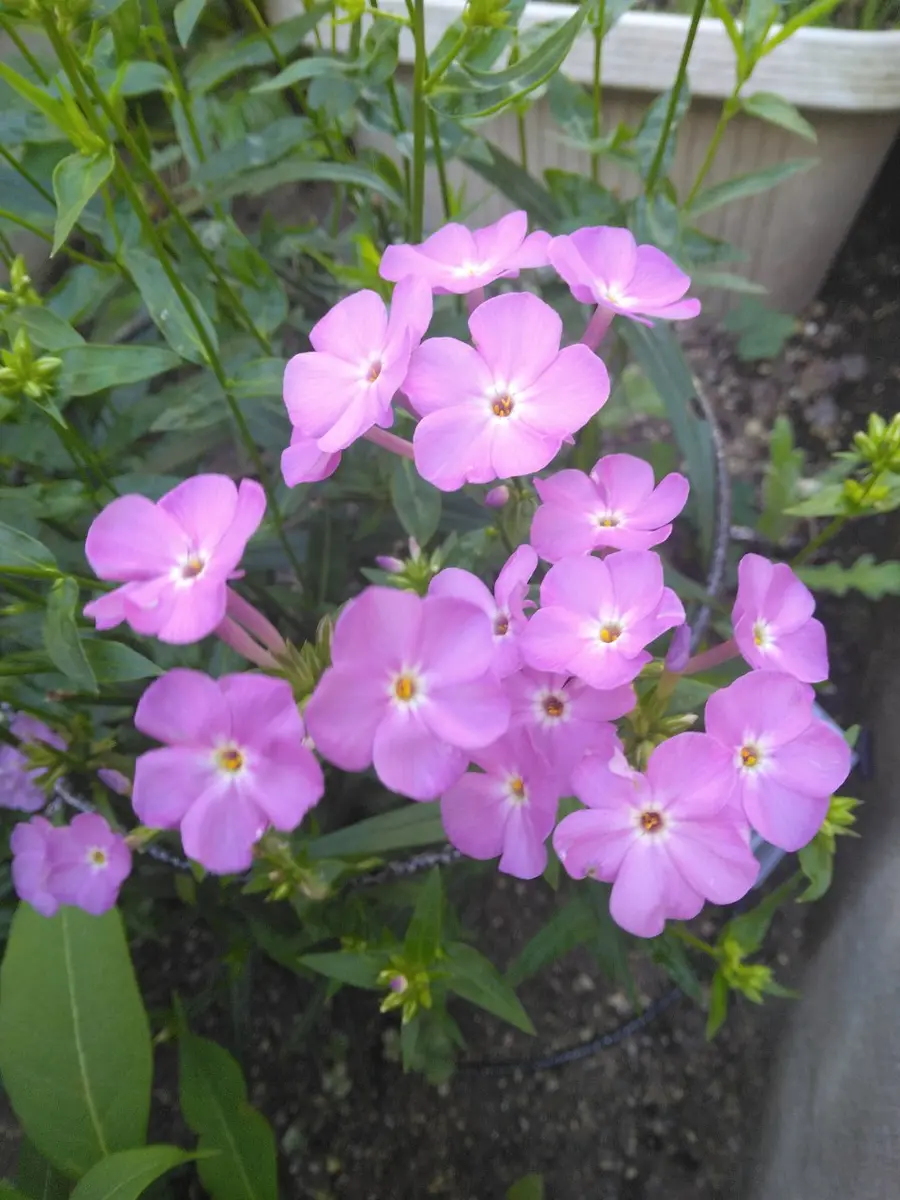 鉢植えの皇帝ダリアです。｜園芸日記bykakip-ken｜みんなの趣味