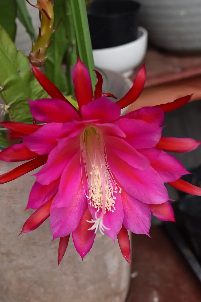 クジャクサボテン｜園芸日記by赤いハナミズキ｜みんなの趣味の園芸