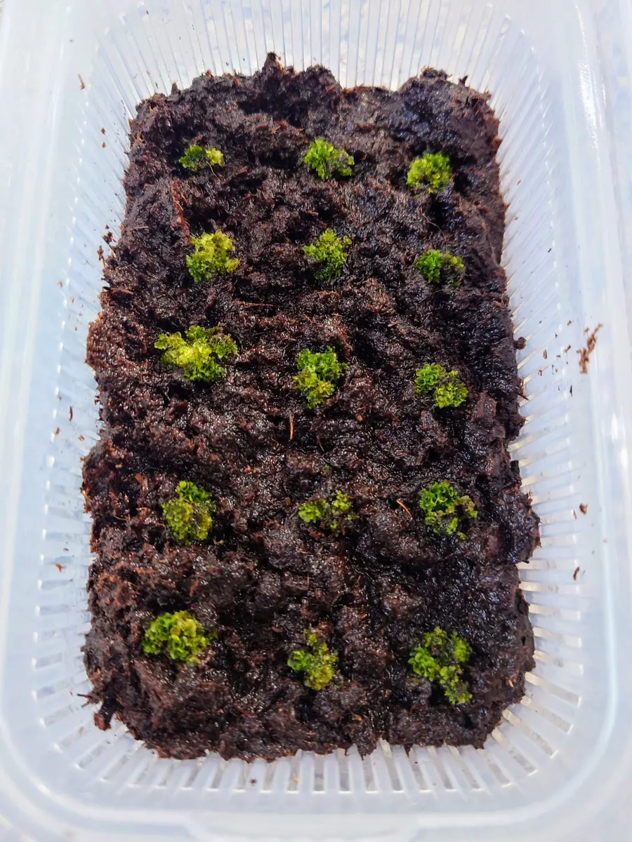 ビカクシダ胞子培養スタートから11週が経過。｜園芸日記byPlantskafka