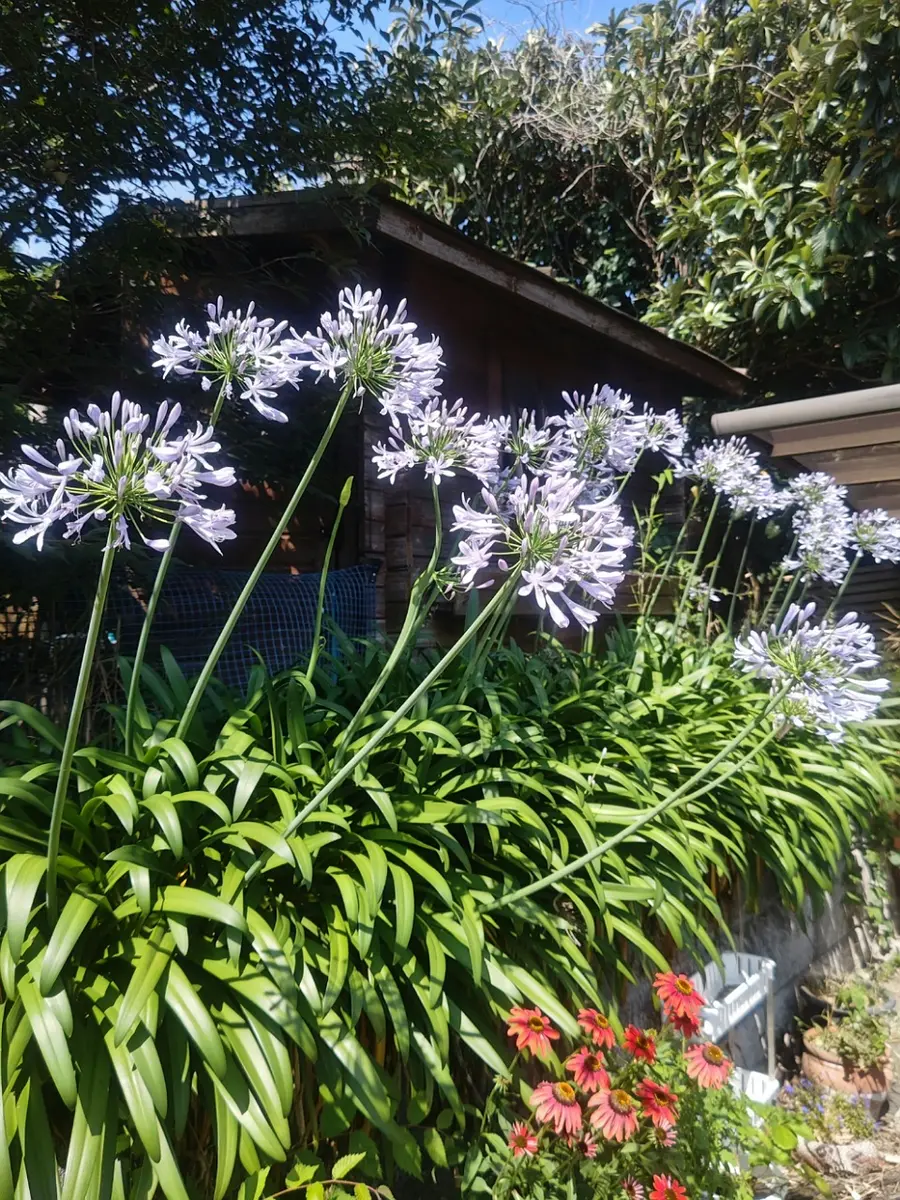 初夏の花｜園芸日記byももすけ｜みんなの趣味の園芸｜1348422