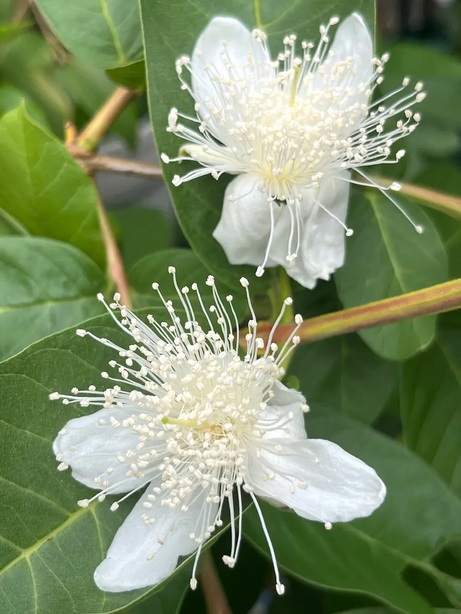 グアバ(ﾄｳｼｮｳ)の日記一覧|トントロさんの園芸日記-みんなの趣味の園芸