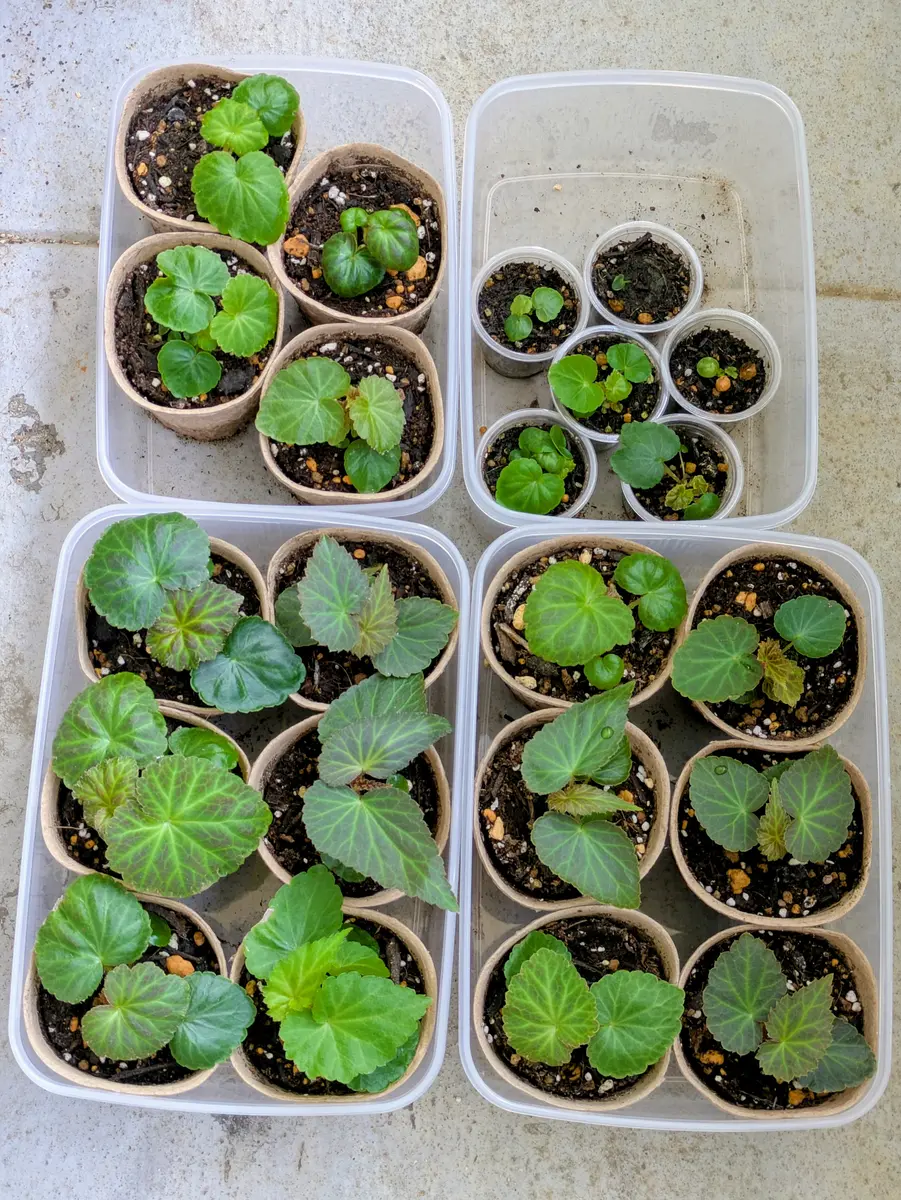 ベゴニア ダブレット | PROVEN WINNERS (PW)【植物の国際ブランド】