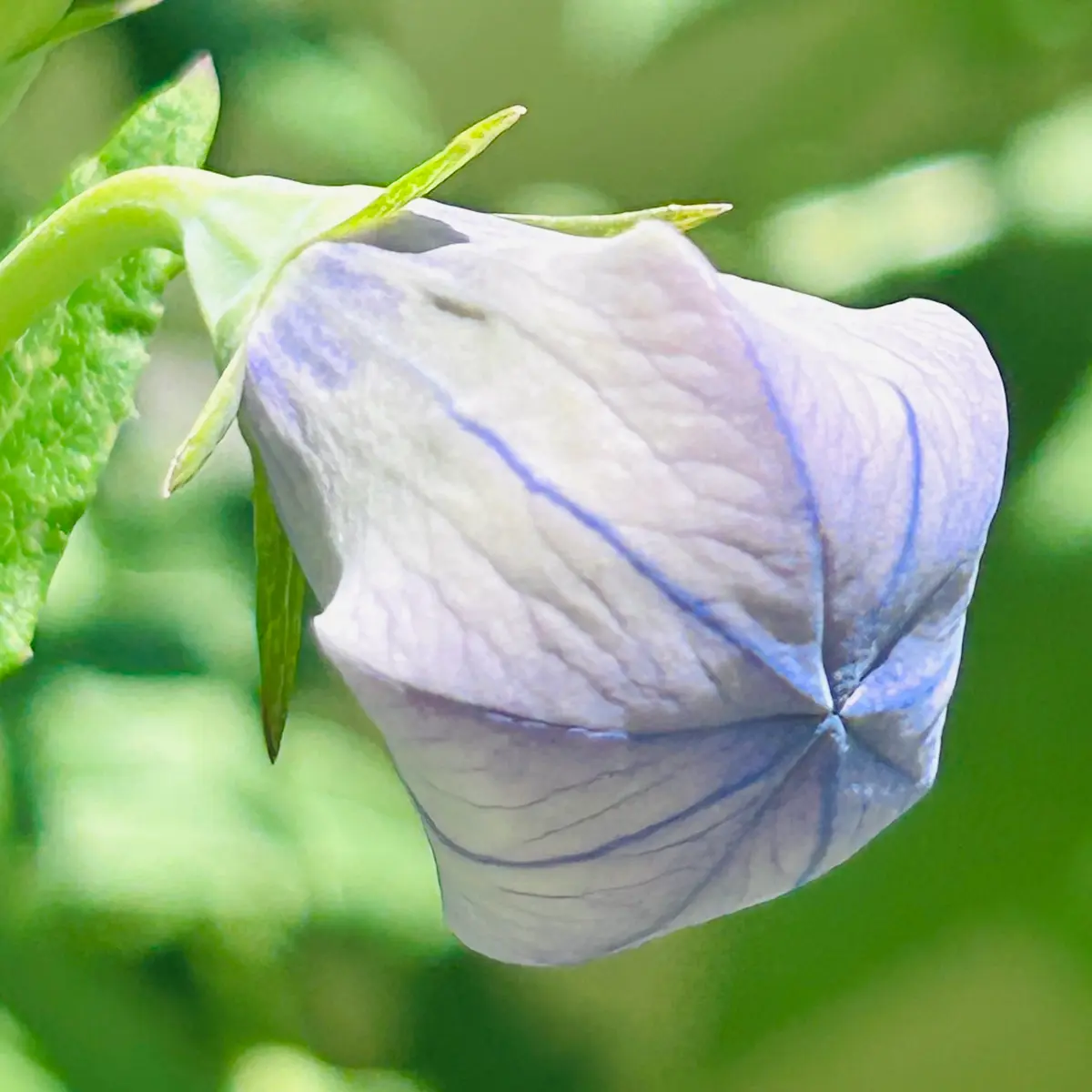 桔梗八重咲き・ブルー開花🎵｜園芸日記bymasaさん｜みんなの趣味の園芸