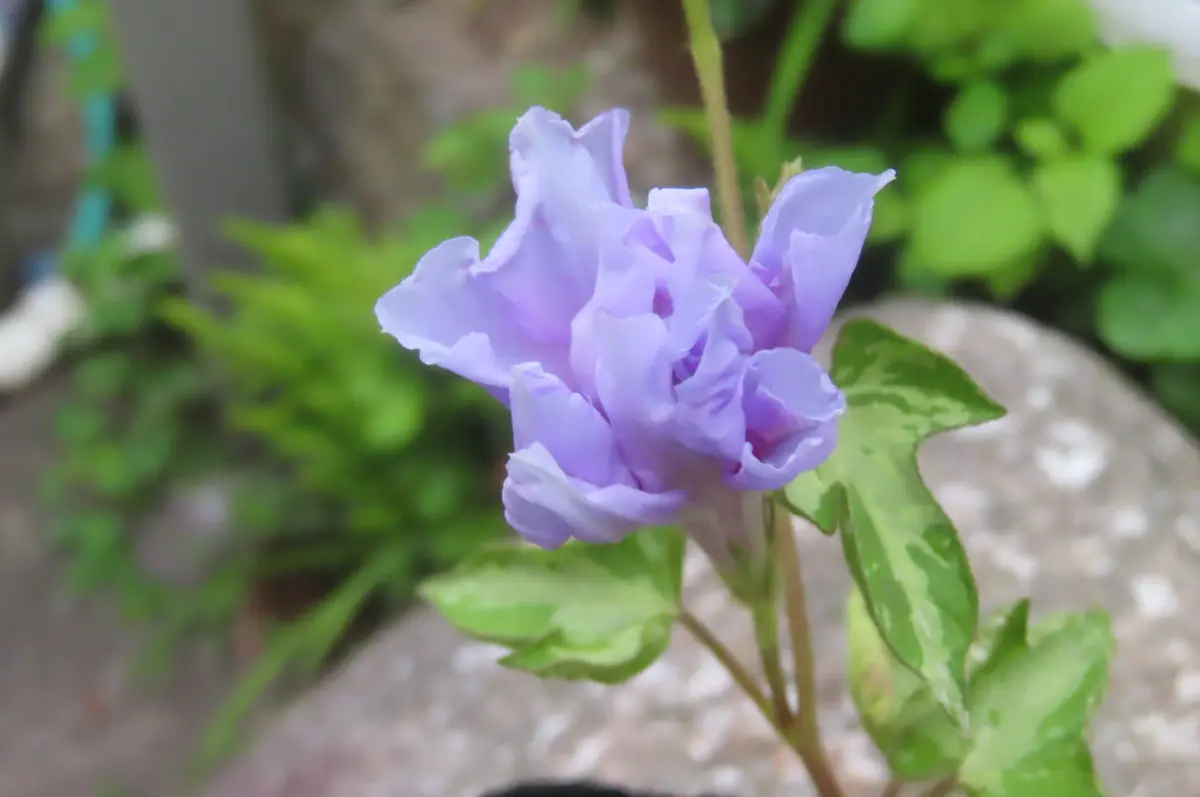 572乱菊葉（青）紺覆輪乱菊石畳咲｜園芸日記by菊一｜みんなの