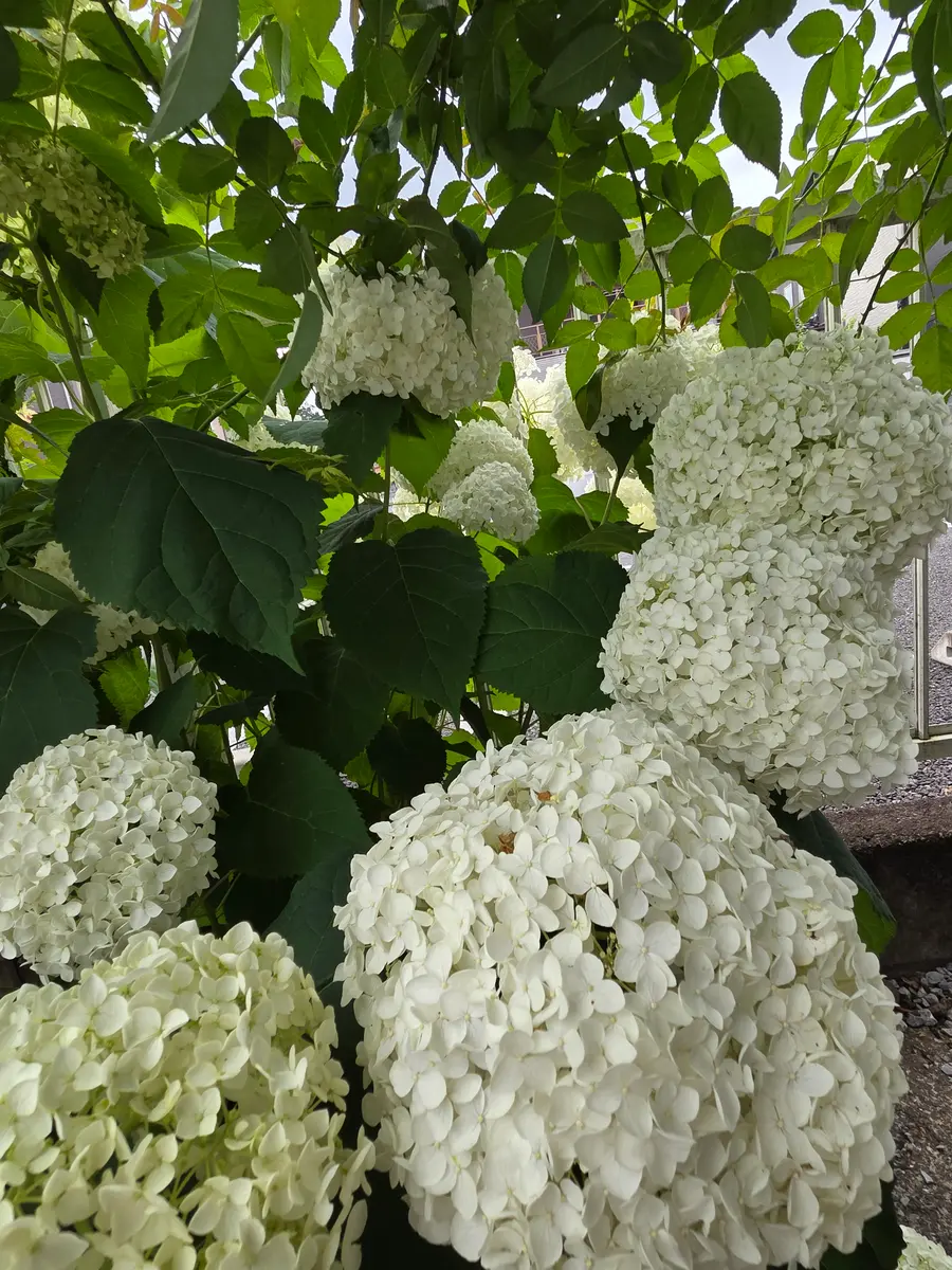 アナベル(アメリカあじさい) | PROVEN WINNERS (PW)【植物の国際