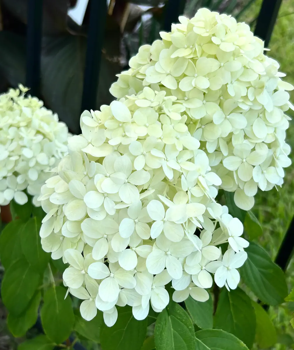 6月のパニクルハイドランジア'ライム・ライト'｜園芸日記bymo'mo