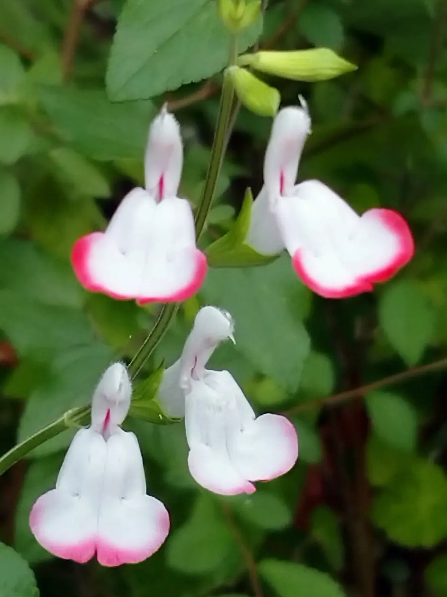梅雨明け前のせーる！チェリーセージ ホットリップス 挿し穂10本 チェリーセージ【ホットリップス】｜園芸日記bymtaka｜みんなの