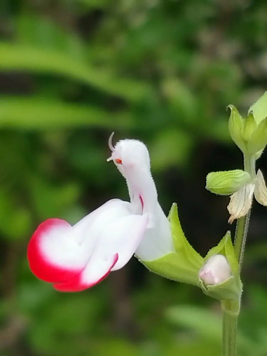 チェリーセージ【ホットリップス】｜園芸日記bymtaka｜みんなの