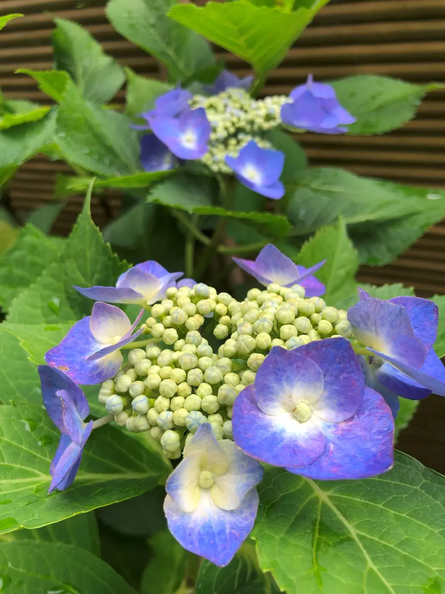 庭に咲く花達｜園芸日記byrankumi｜みんなの趣味の園芸｜1349298