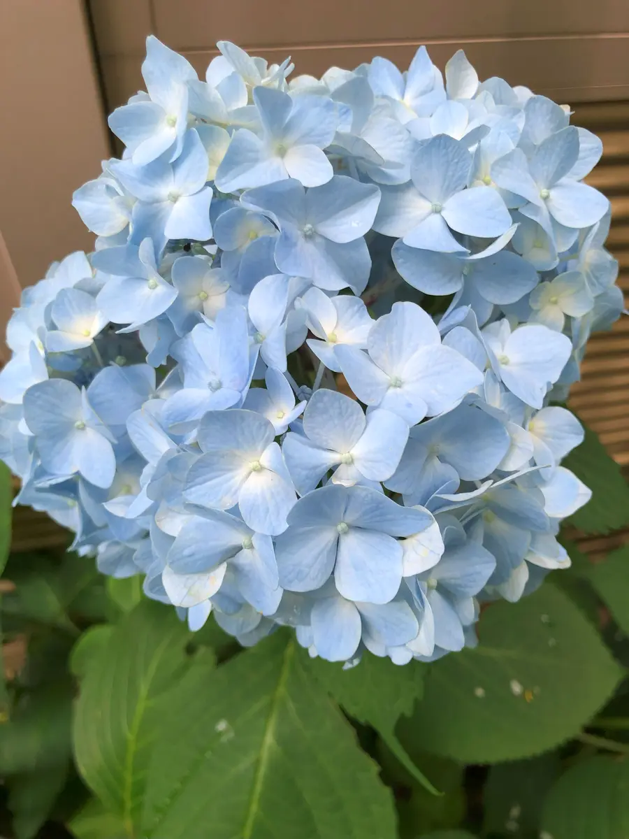 庭に咲く花達〔写真3枚目〕-rankumiさんの日記｜みんなの趣味の園芸