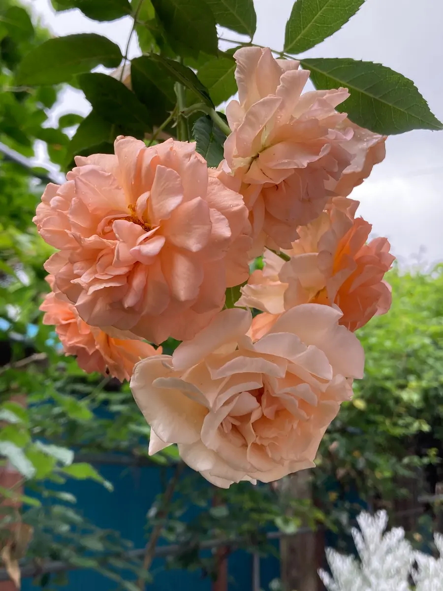 C-2❤️真っ赤なゼラニウム✨｜園芸日記byカズとマリの庭