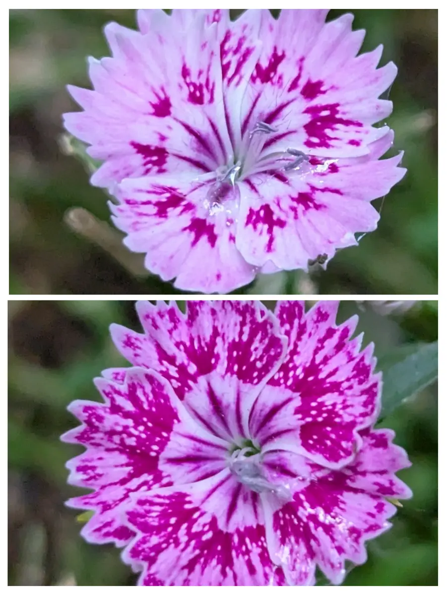 サトウアサミ ピンクの花