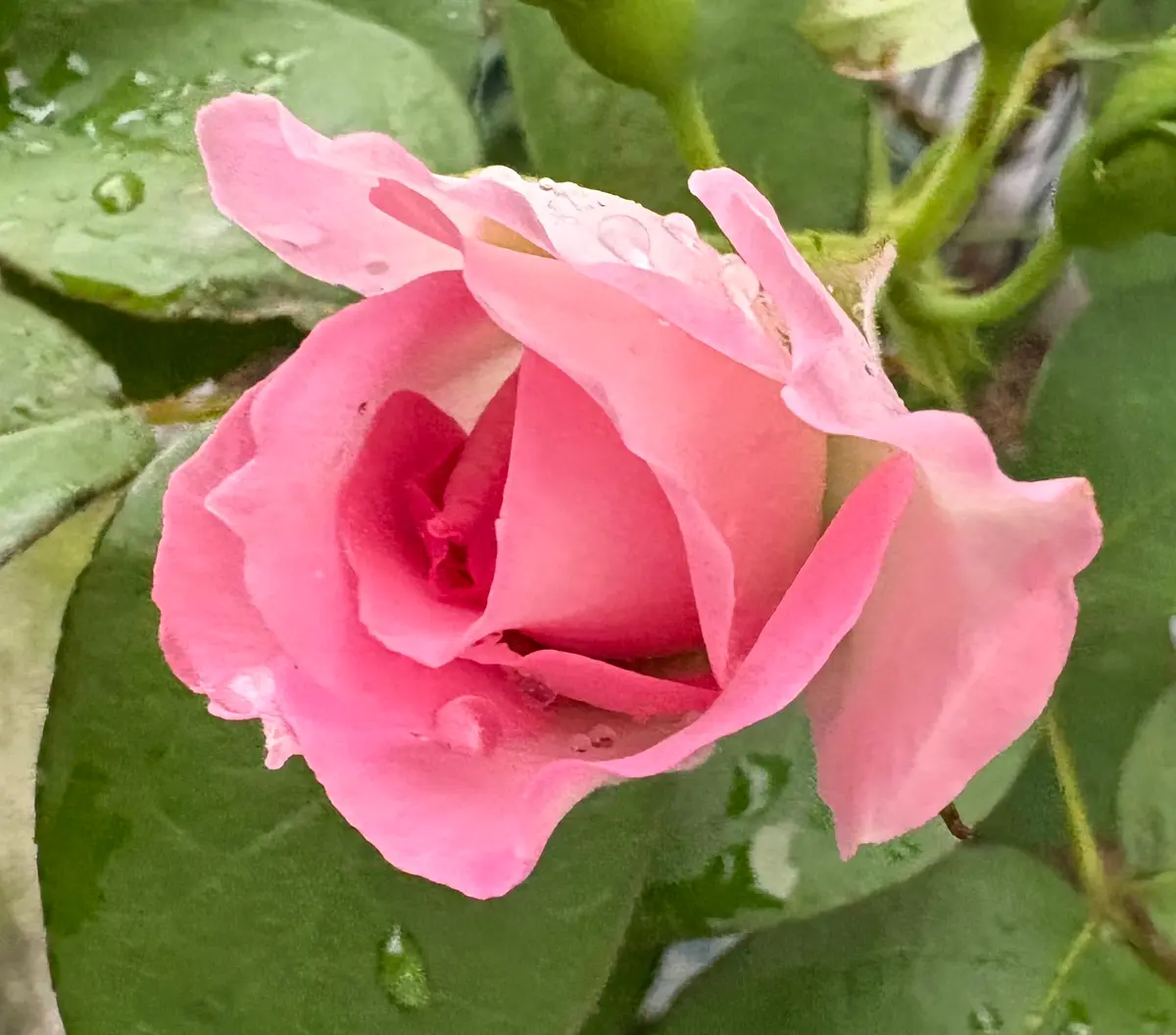 DAキーラ 薔薇　6月いっぱいの出品 DAキーラ 薔薇 6月いっぱいの出品（6月の庭に咲く花達 - Haruの