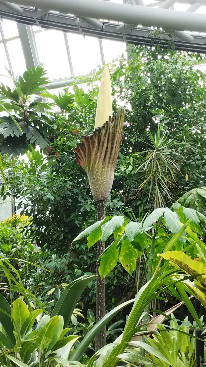 アモルフォファルス・デカス-シルヴァ｜園芸日記by京都府立植物園
