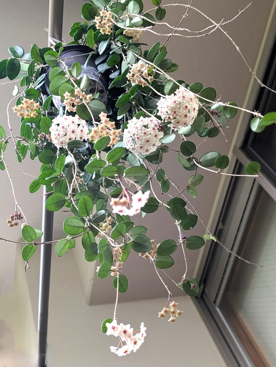 ホヤマチルダが咲きました💕｜園芸日記byおれんじぺこ｜みんなの趣味の