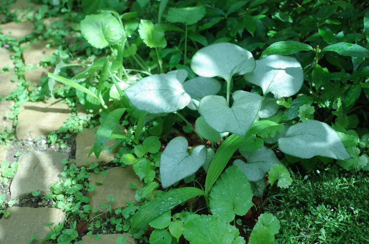 好きな葉っぱ｜園芸日記byおわし｜みんなの趣味の園芸｜1349647