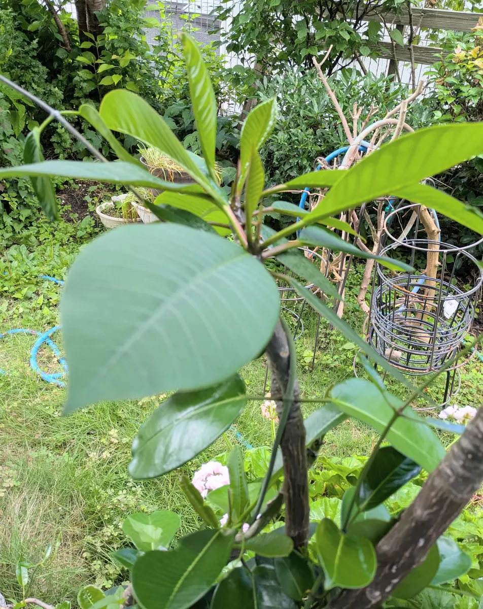 プルメリアの葉が出ました🌿｜園芸日記byjictenko｜みんなの趣味の園芸