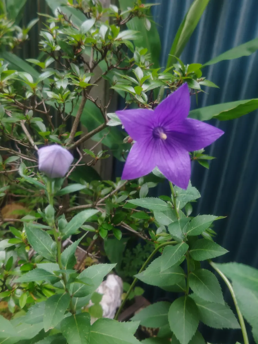 桔梗咲く 🌿｜園芸日記bywhitebear｜みんなの趣味の園芸｜1350040