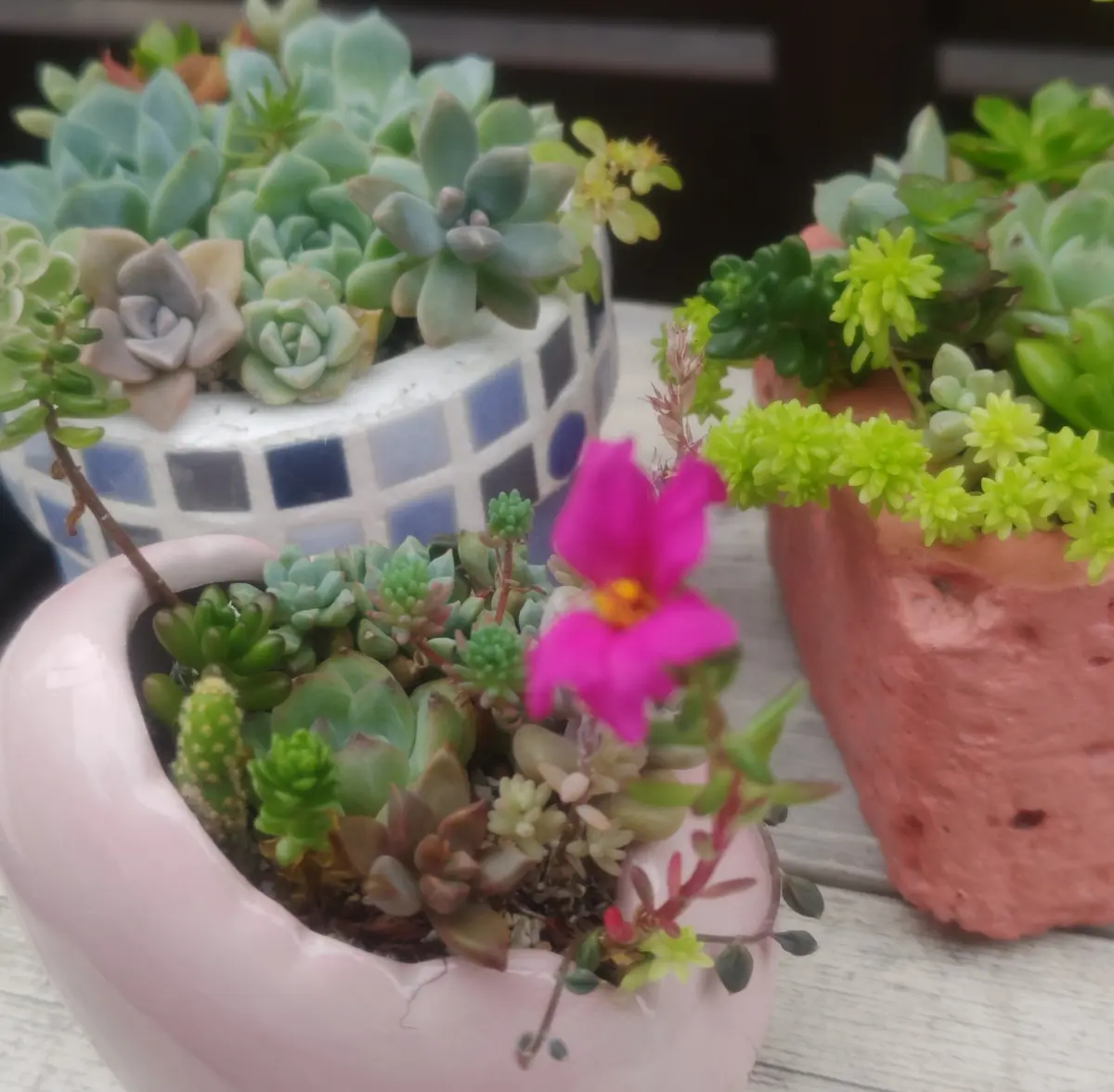 桔梗咲く 🌿｜園芸日記bywhitebear｜みんなの趣味の園芸｜1350040