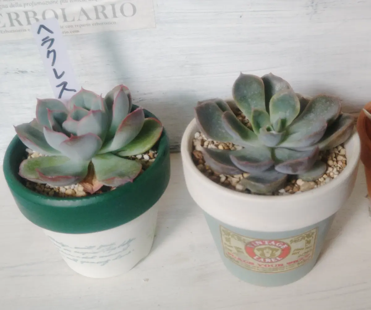 桔梗咲く 🌿｜園芸日記bywhitebear｜みんなの趣味の園芸｜1350040