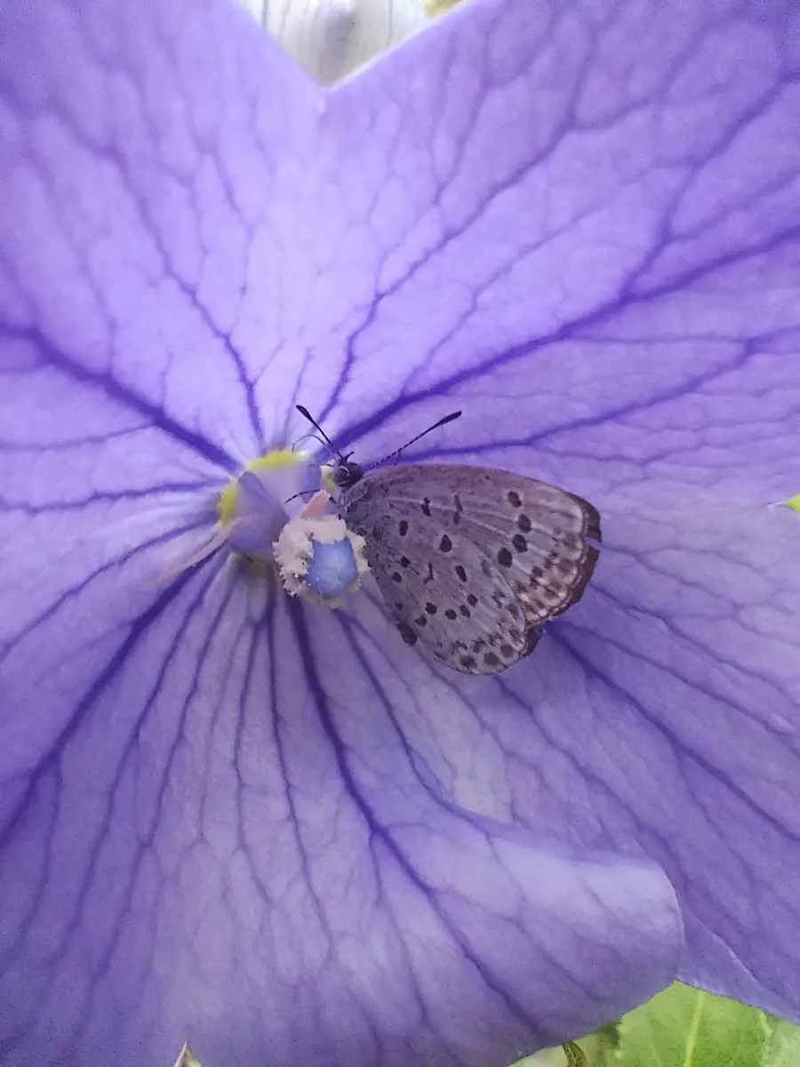 🦋桔梗に蝶（母の庭）｜園芸日記byユミ猫｜みんなの趣味の園芸