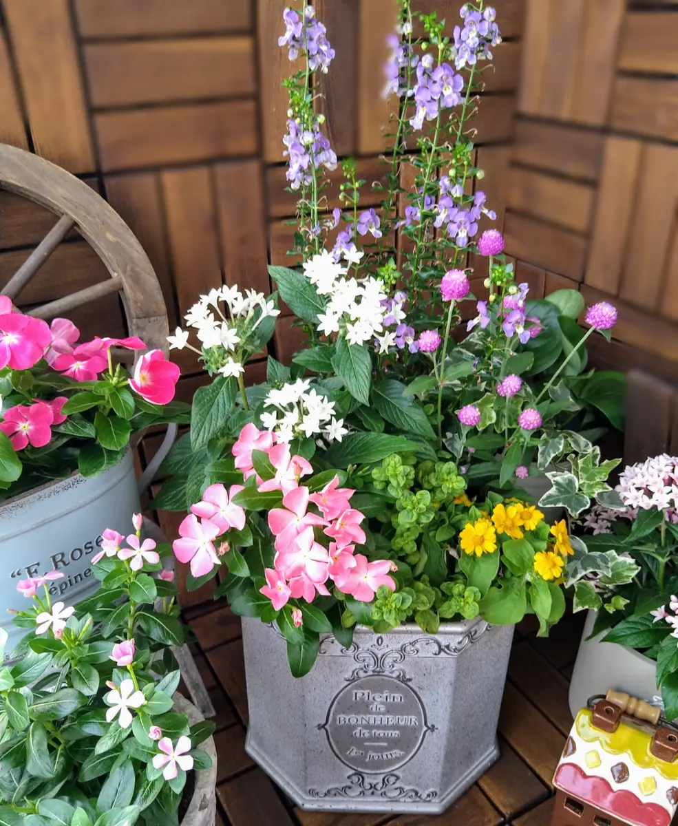 夏の寄せ植えとギュウギュウ。｜園芸日記byフラワー1968｜みんなの趣味