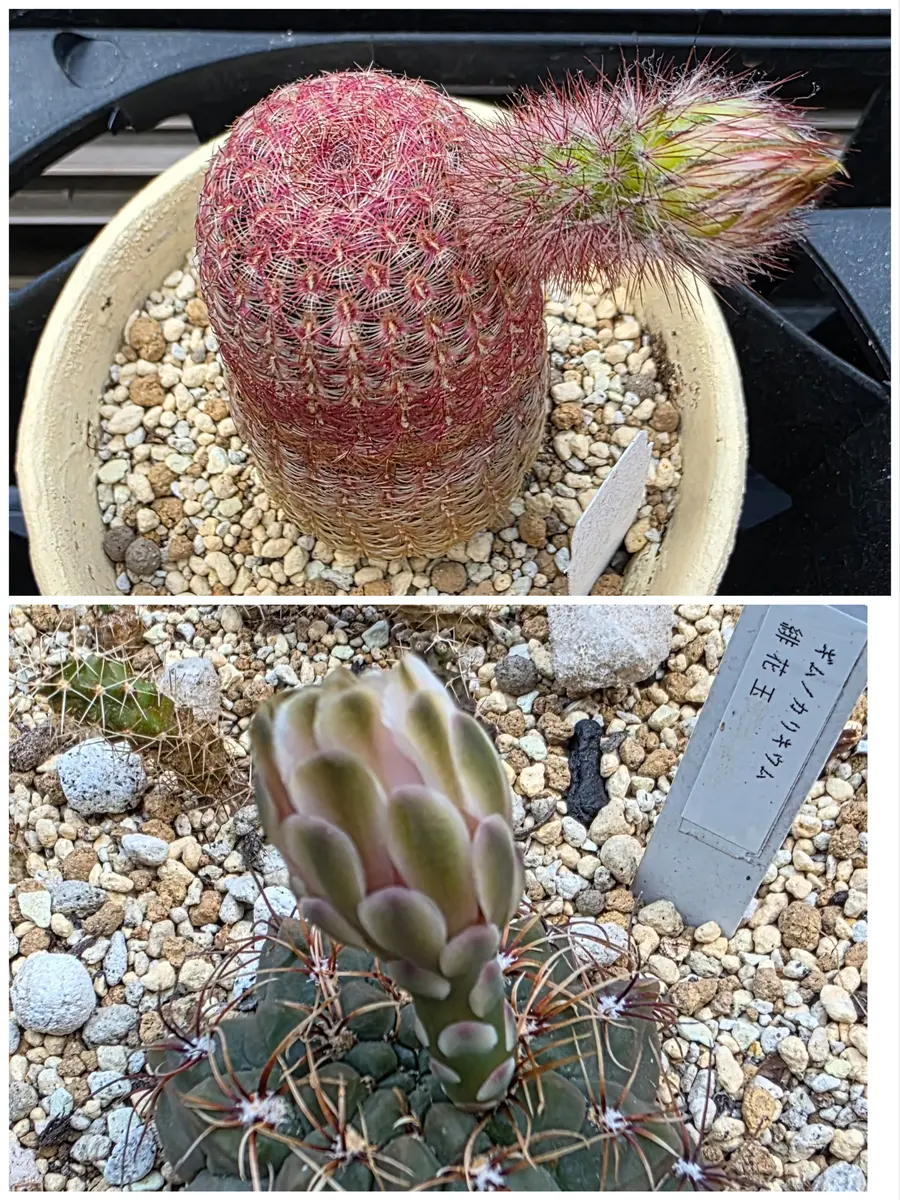 多肉植物　花サボテン　緋花玉　実生 セール 多肉植物 花サボテン 緋花玉 実生 セール 多肉植物 花サボテン 血斑・緋