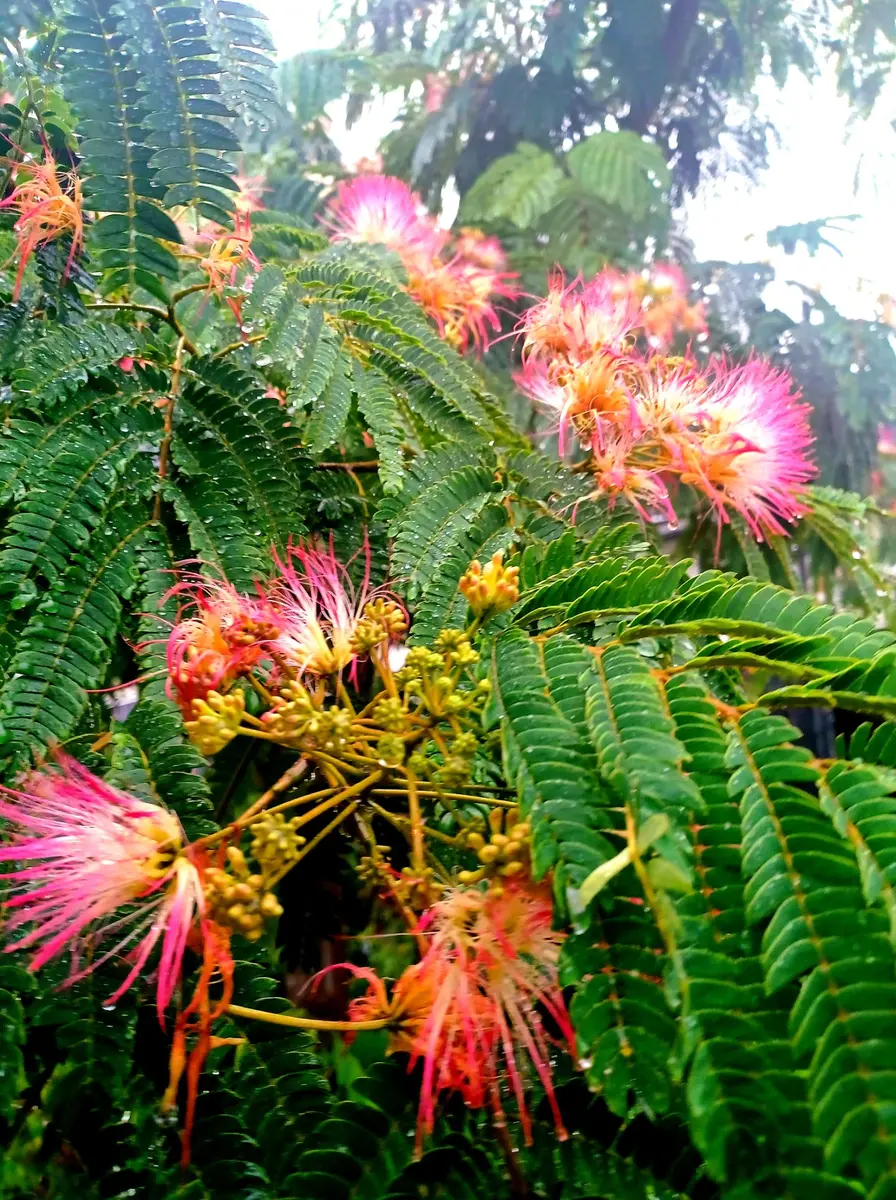 ネムノキ　(合歓木)　観葉植物 特大株 鉢ごと発送 ネムノキ (合歓木) 観葉植物 特大株 鉢ごと発送