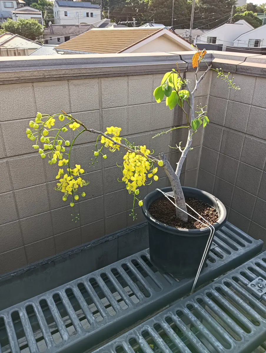 沖縄に夏を告げる花ゴールデンシャワー（ナンバンサイカチ）｜園芸日記