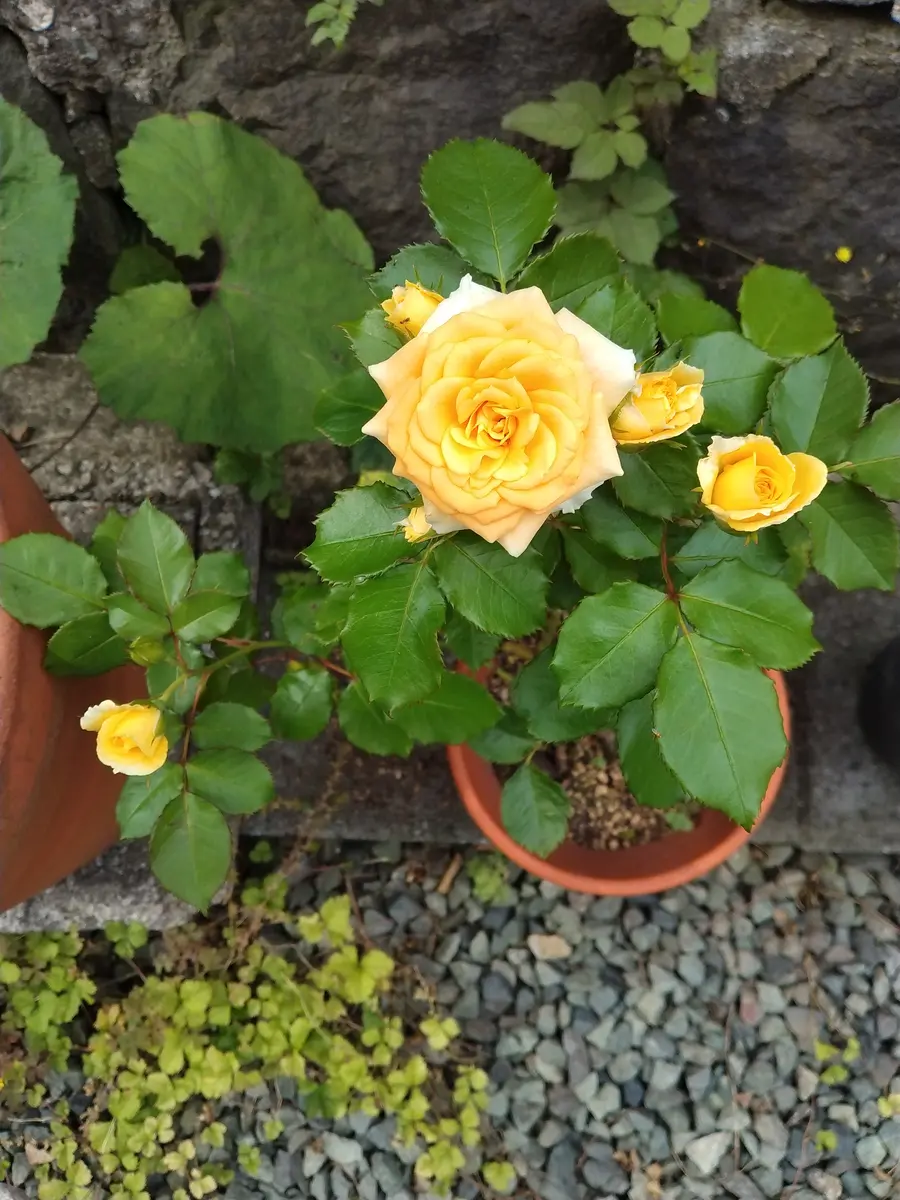 挿し木バラ｜園芸日記by6833｜みんなの趣味の園芸｜1350495