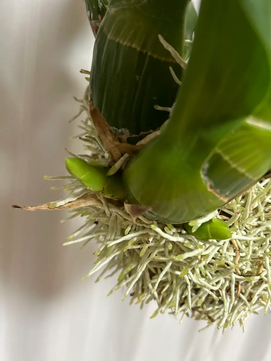 グラマトフィラム｜園芸日記byもっちまる1｜みんなの趣味の園芸｜1350914