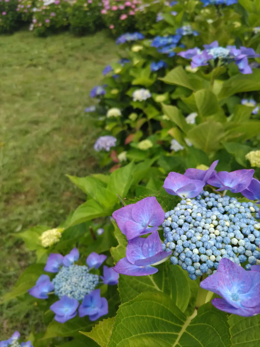 紫陽花( 2022年作) 家まで植えた紫陽花🌿｜園芸日記by虎吉｜みんなの趣味の園芸