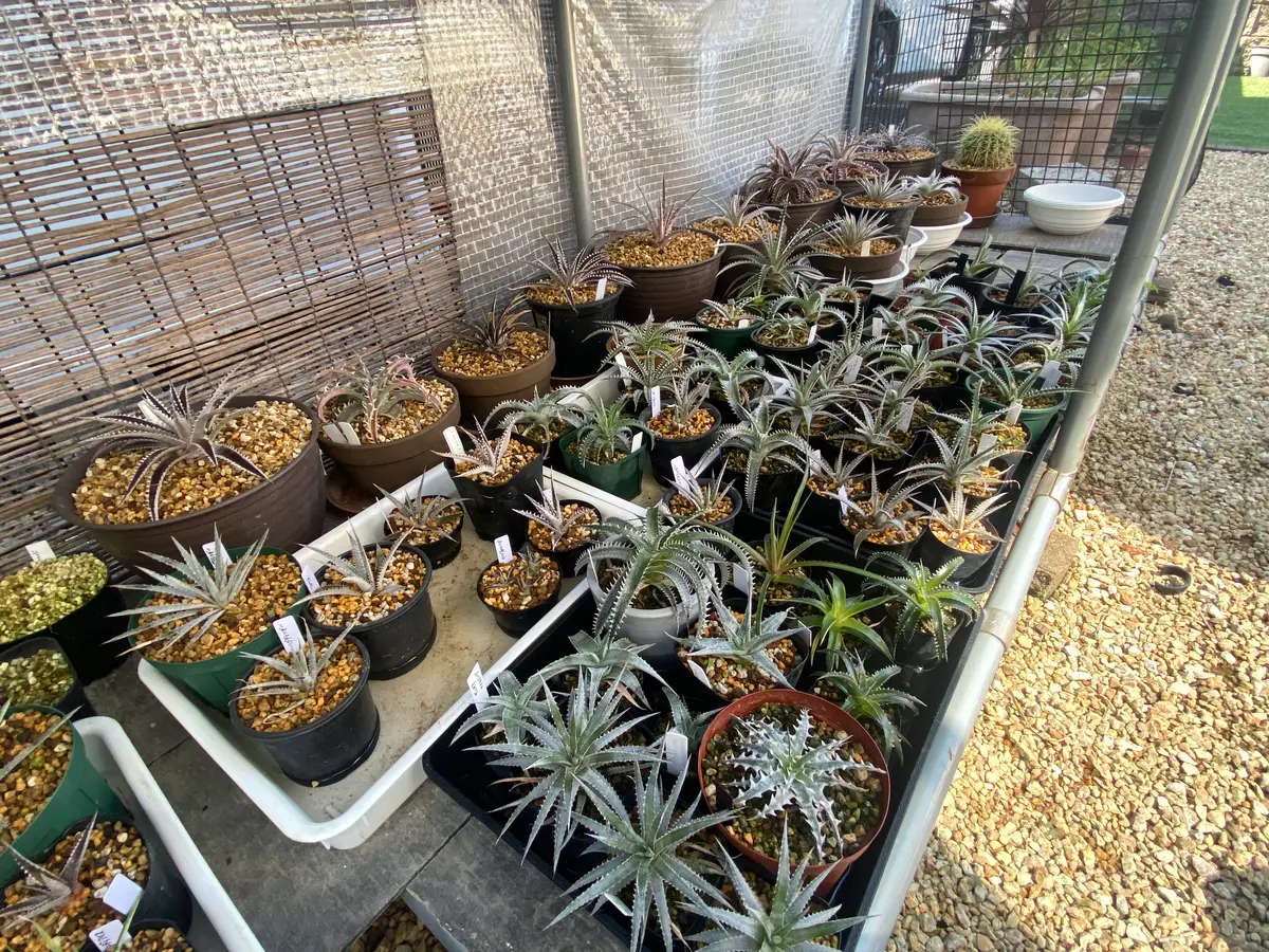 ディッキア植替え｜園芸日記byマンダル｜みんなの趣味の園芸｜1351059