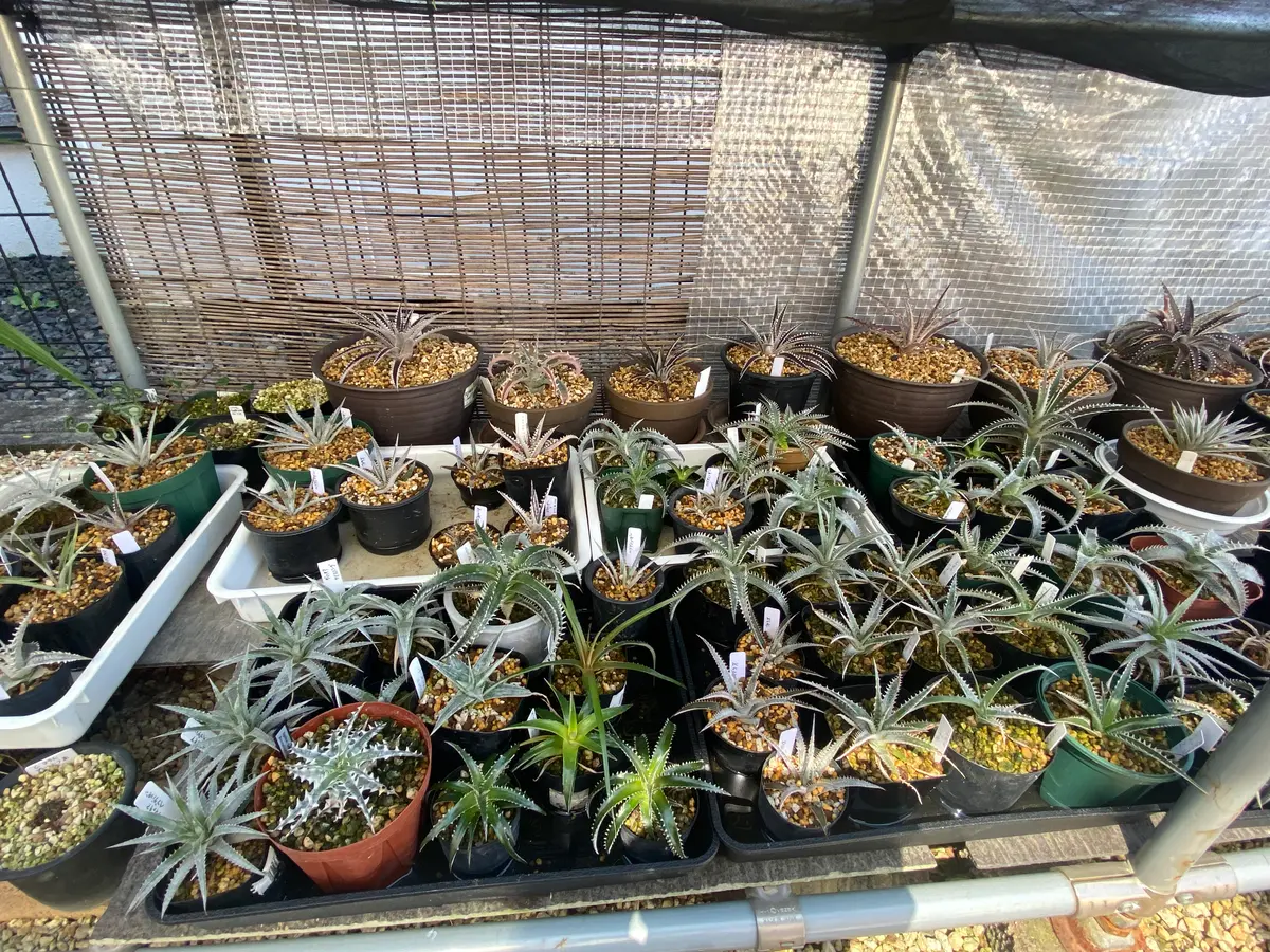 ディッキア植替え｜園芸日記byマンダル｜みんなの趣味の園芸｜1351059