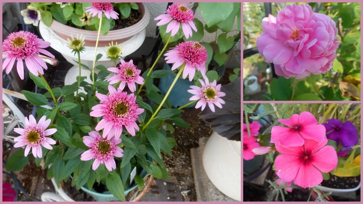 ピンクのお花(^^♪｜園芸日記by愛は花。｜みんなの趣味の園芸