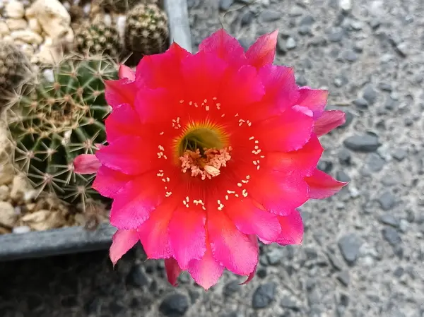 花サボテン｜園芸日記bykaketo｜みんなの趣味の園芸｜1351153