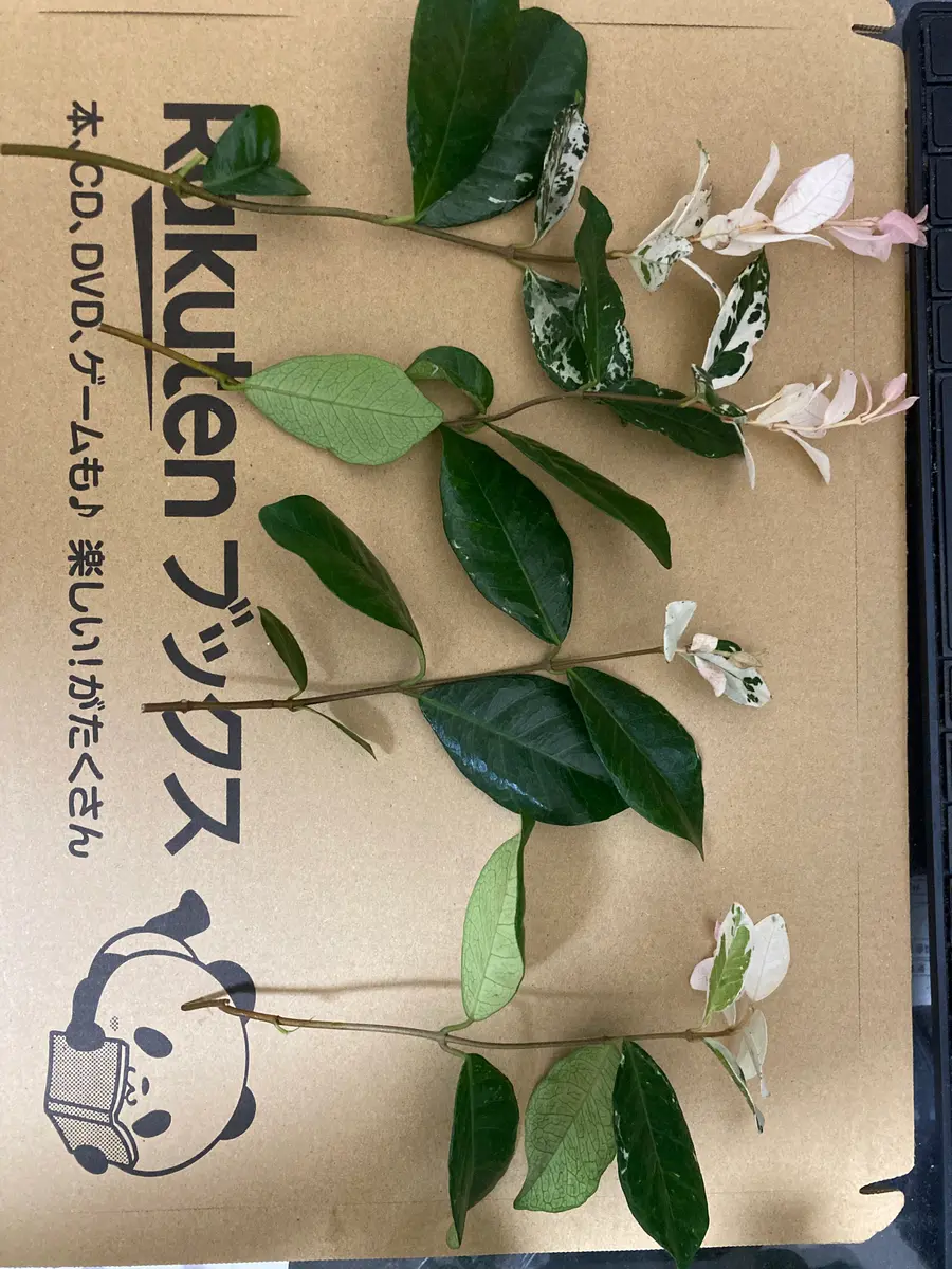 初心者】挿し木【五色カズラ】｜園芸日記byばんぶっく｜みんなの趣味の