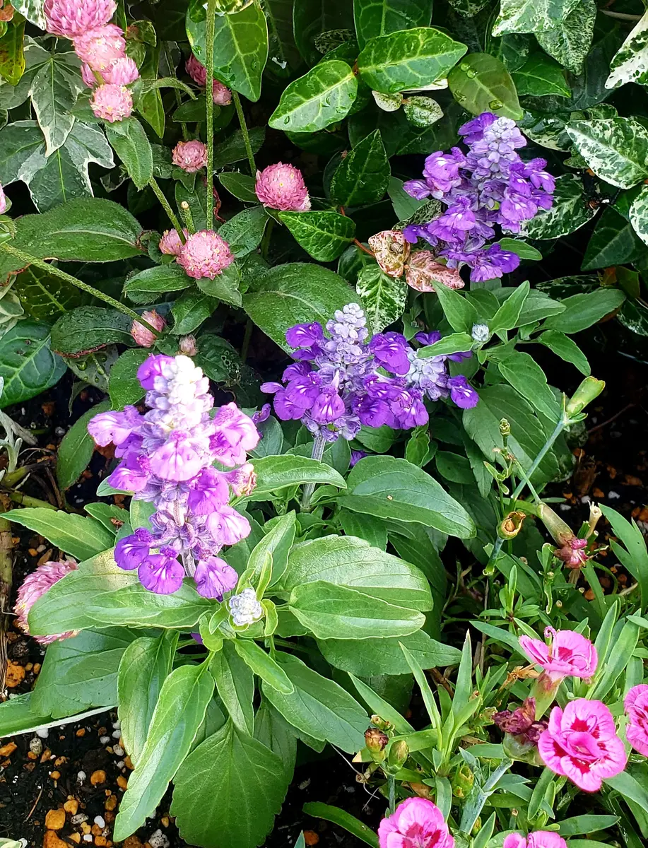 涼しげな紫の花(*^.^*)｜園芸日記byみどりガーデン｜みんなの趣味の