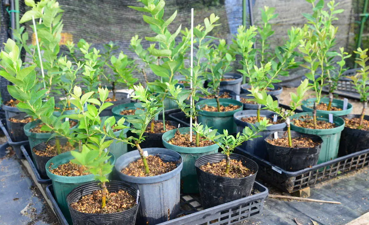 ブルーベリー、接ぎ木苗の鉢増しをしました♪♪｜園芸日記bytotyan