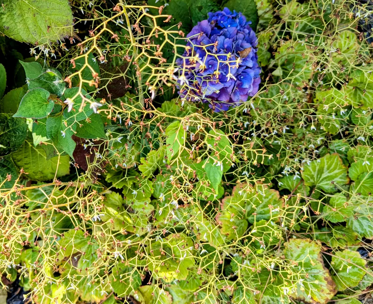 「kibiページ」　ひまわり、チューリップ、ユリ植木鉢 ユリとひまわりの花束 - 誕生日フラワーギフト・ひまわり｜｜花