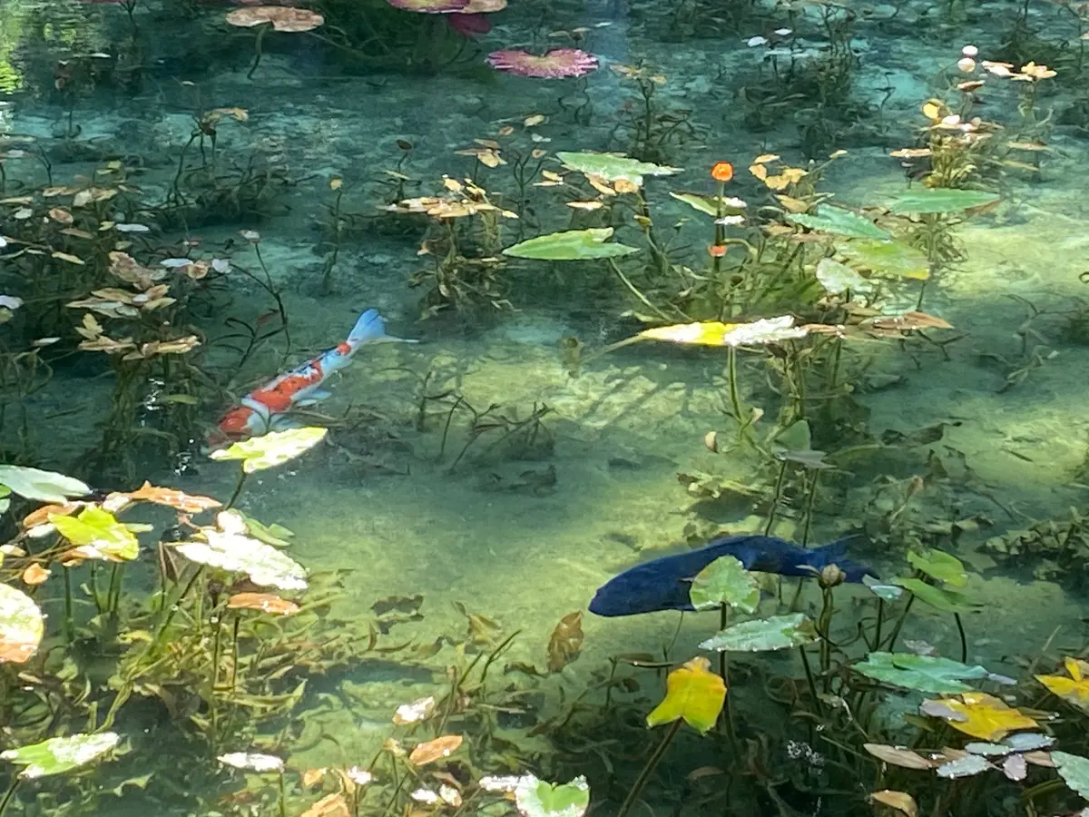 モネの池✨🌿✨｜園芸日記byあきっぴ～｜みんなの趣味の園芸