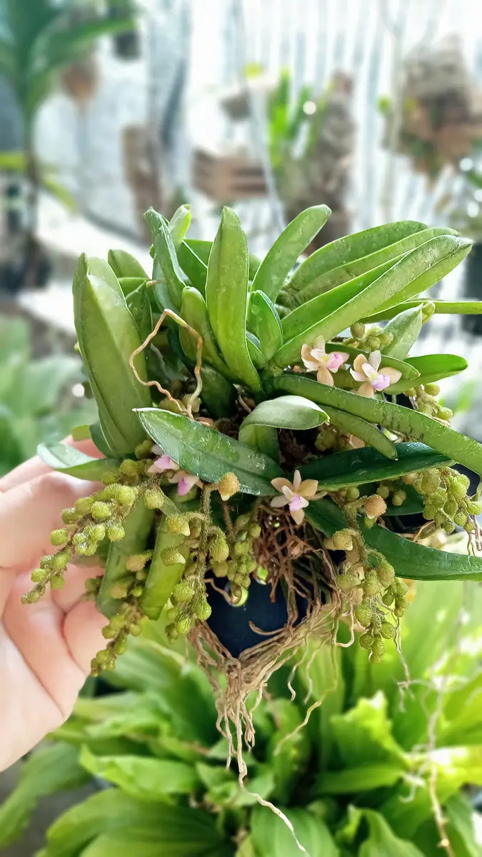 ラン開花してきました、の三連発😸｜園芸日記byミルキー・ノン