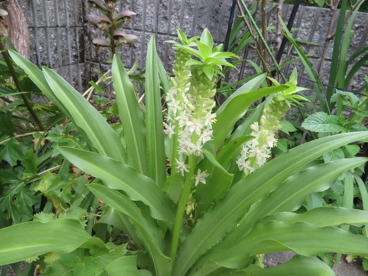 パイナップルリリーが開花してきました。｜園芸日記by花フェスタ