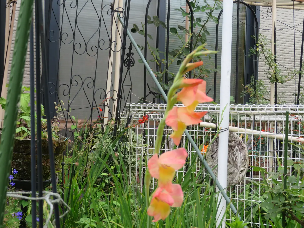 パイナップルリリーが開花してきました。｜園芸日記by花フェスタ