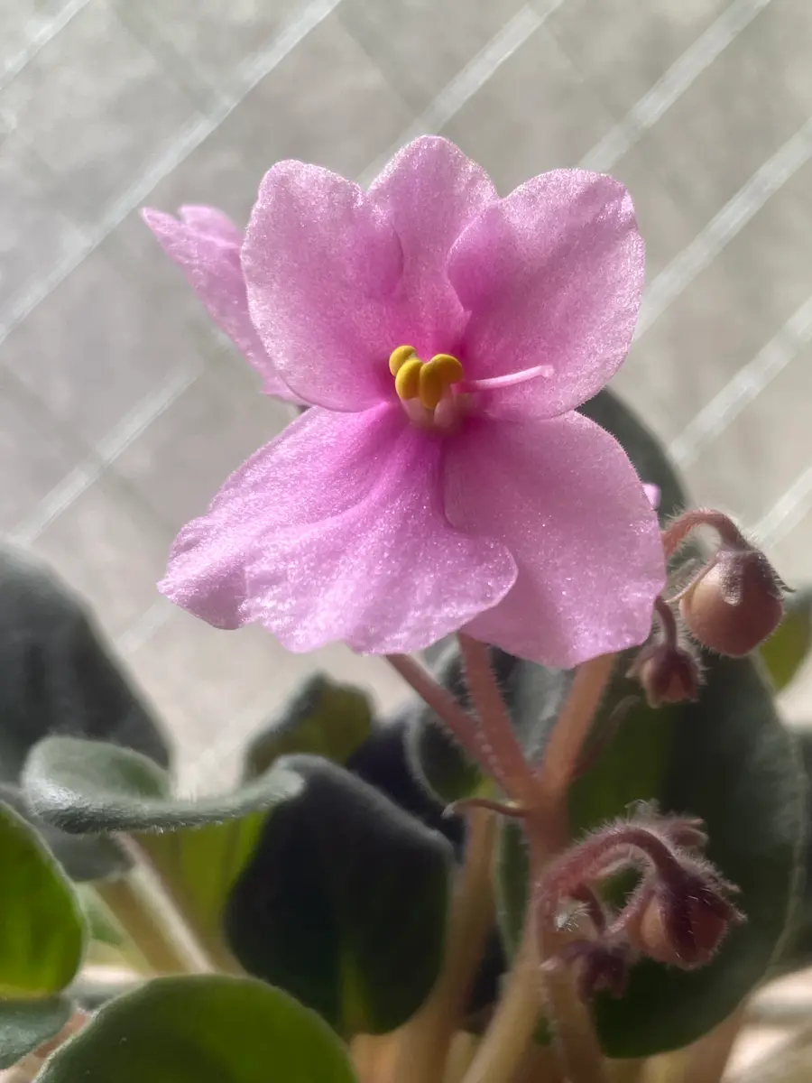 セントポーリア初花咲きました｜園芸日記by冬月｜みんなの趣味の