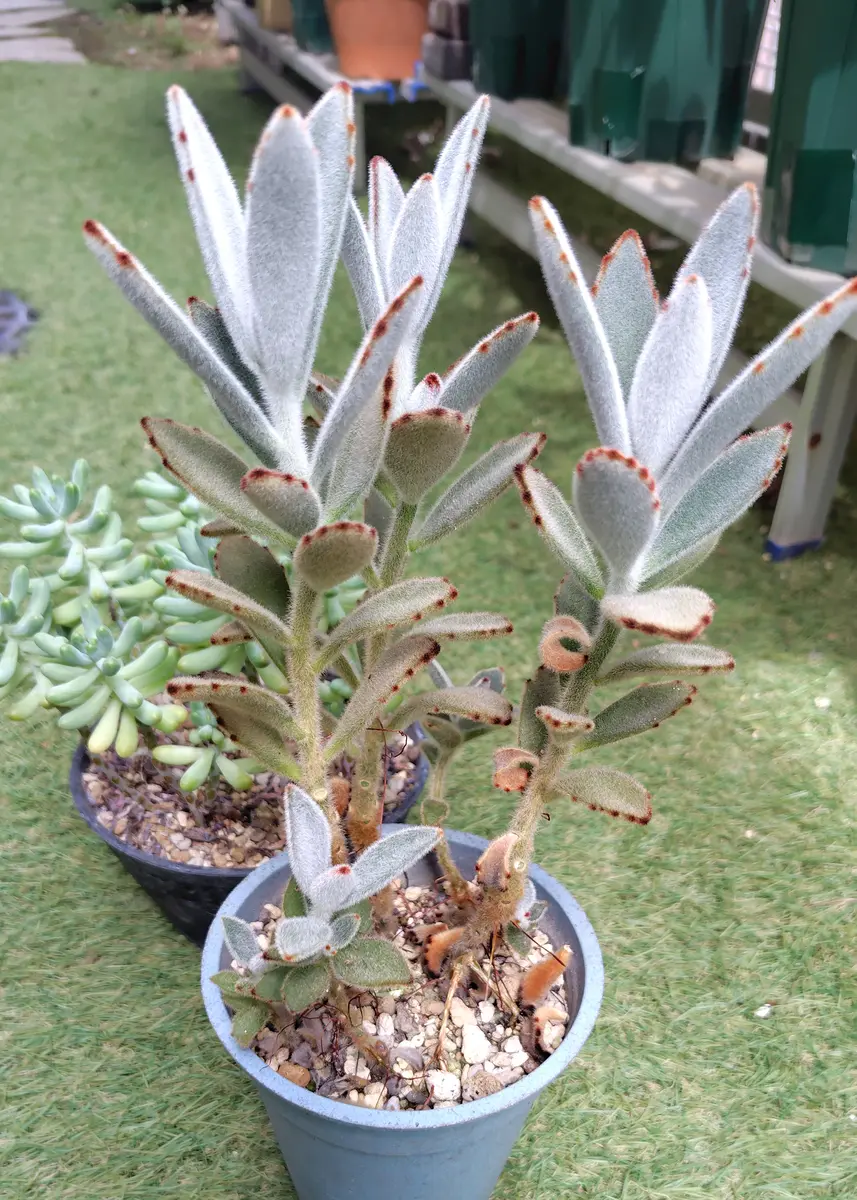 真夏を迎える多肉 カランコエ｜園芸日記byアザラシ大好き｜みんなの