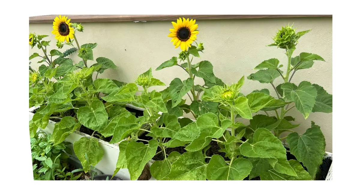 スポーツストア ひまわり🌻開花〔写真1枚目〕-まいんさんの日記｜みんなの趣味の 乳液・ミルク