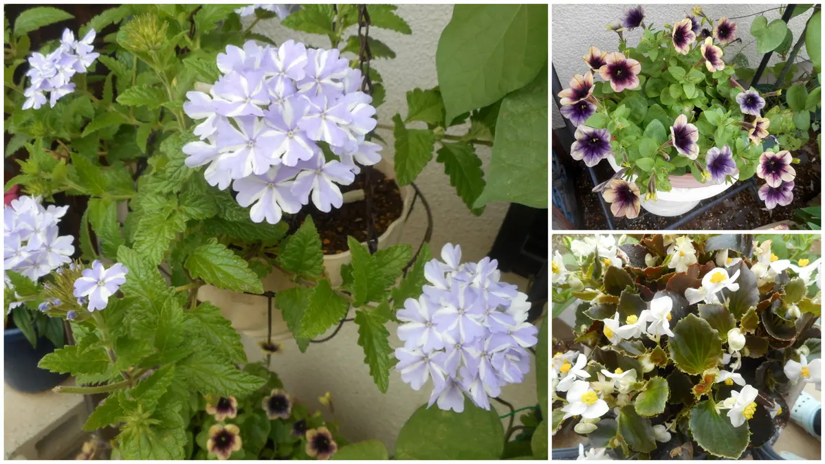 値下げ可能)ベゴニア ルージュ バリエガータベゴニア 観葉植物 大きな