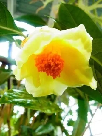 黄色いツバキ キンカチャ 開花｜園芸日記by渋谷区ふれあい植物センター