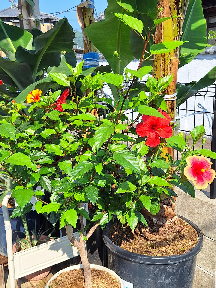 1本の木で6種類の花が咲くハイビスカス🌺No.2｜園芸日記by松本ばなな